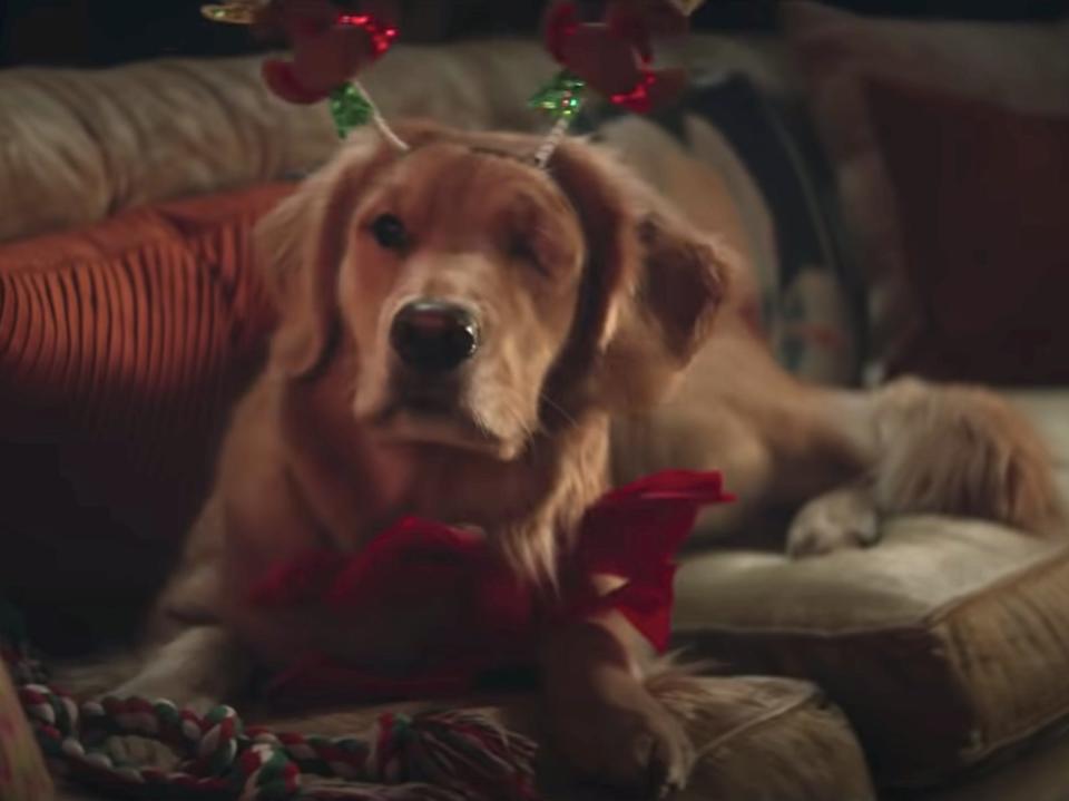 A golden retriever seen in the first trailer for "Hawkeye."