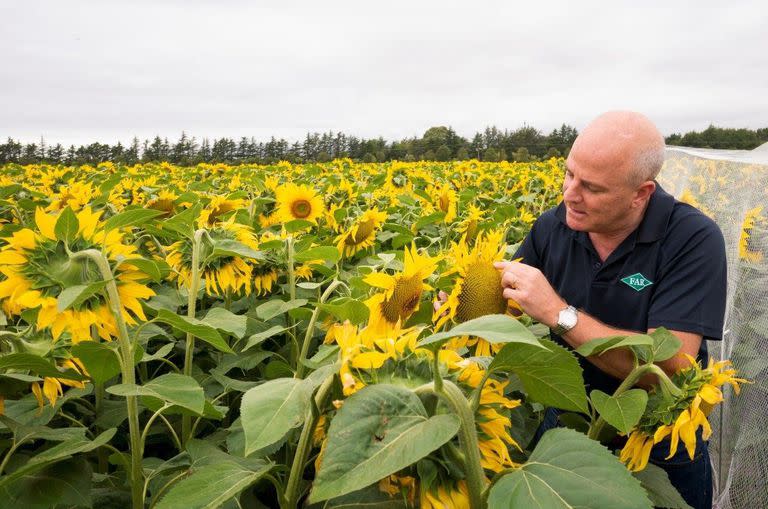 Iván Lawrie: “He tenido la suerte de tener libertad para operar e introducir algunos cultivos que aquí no se hacían, como el girasol alto oleico"