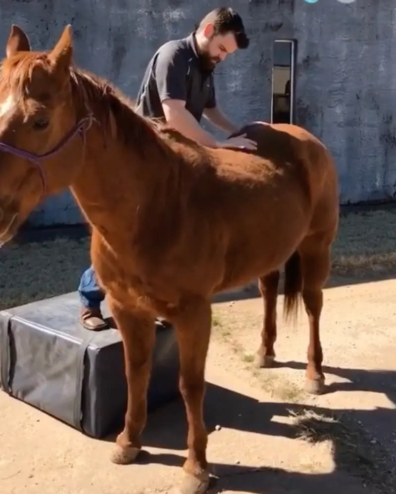 ▲惠特利熱衷於研究動物骨骼構造，並替牠們進行整骨治療。（圖／翻攝TikTok＠dr.joren_whitley）