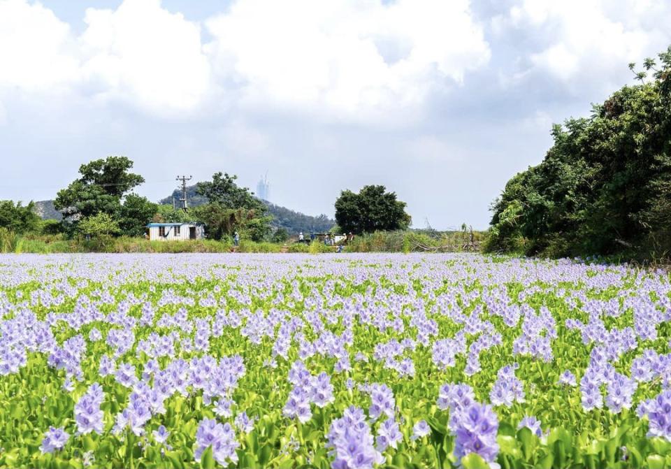 元朗賞鳳眼藍花海 (delusionmaster @ig)