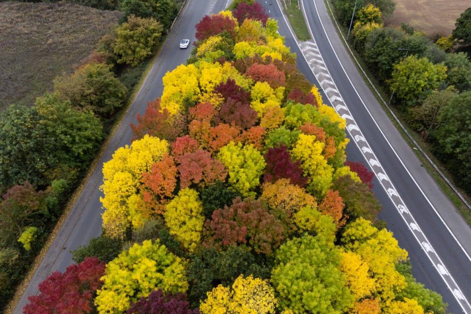 12 October 2022: Motorists in Coventry pass trees showing autumnal colour (PA)