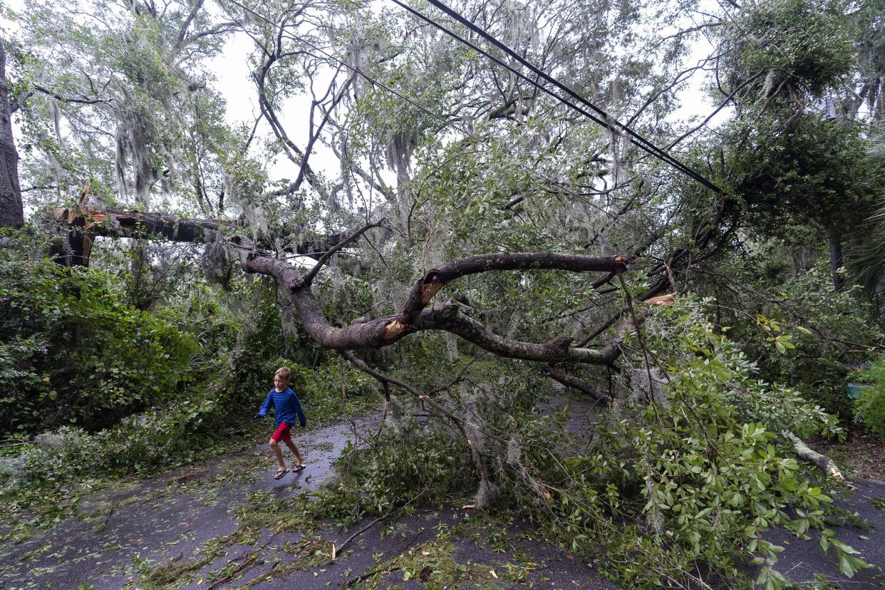 A child runs under a fallen tree from the effects from Hurricane Ian, Friday, Sept. 30, 2022, in Charleston, S.C.