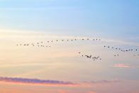 <p>Um solche mentalen Hindernisse, die das Pflichtbewusstsein und unser Belohnungssystem in den Weg legen, zu überwinden, hilft anfangs simples Beobachten: einen Vogelschwarm oder sich verformende Wolken zum Beispiel. Mit der Zeit verselbständigen sich die Gedanken ... (Bild: iStock/Peter Schaefer)</p> 