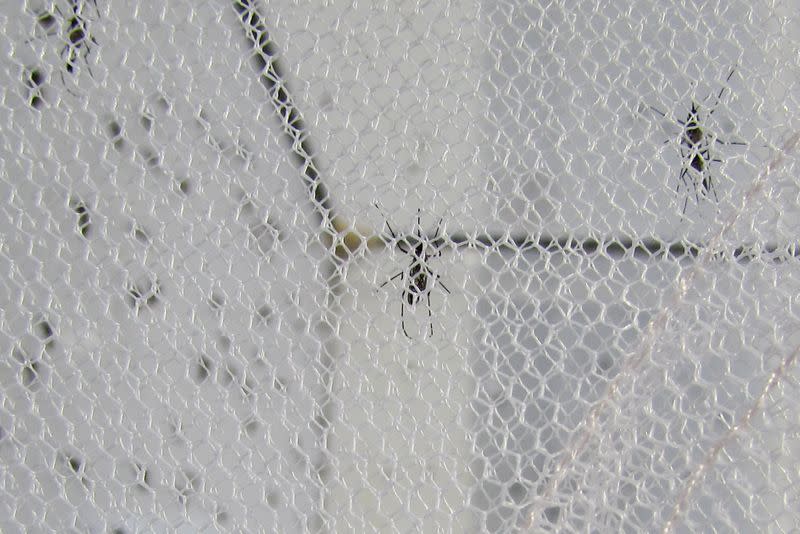 Mosquitoes are seen in a net inside a lab at Kompong Speu Province