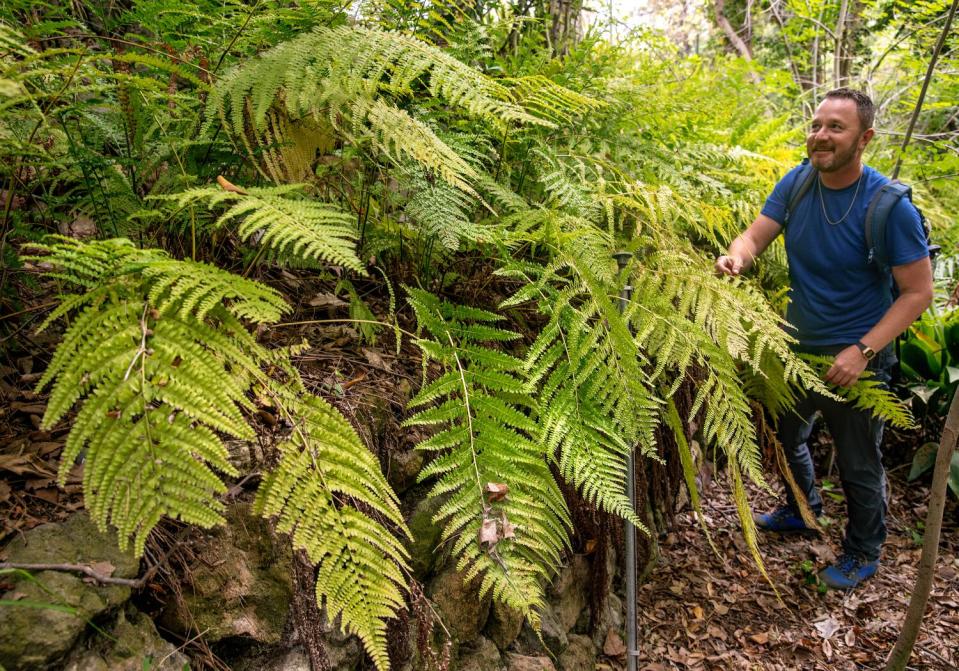 Jason Wise next to coastal woodfern growing at Griffith Park in Los Angeles.