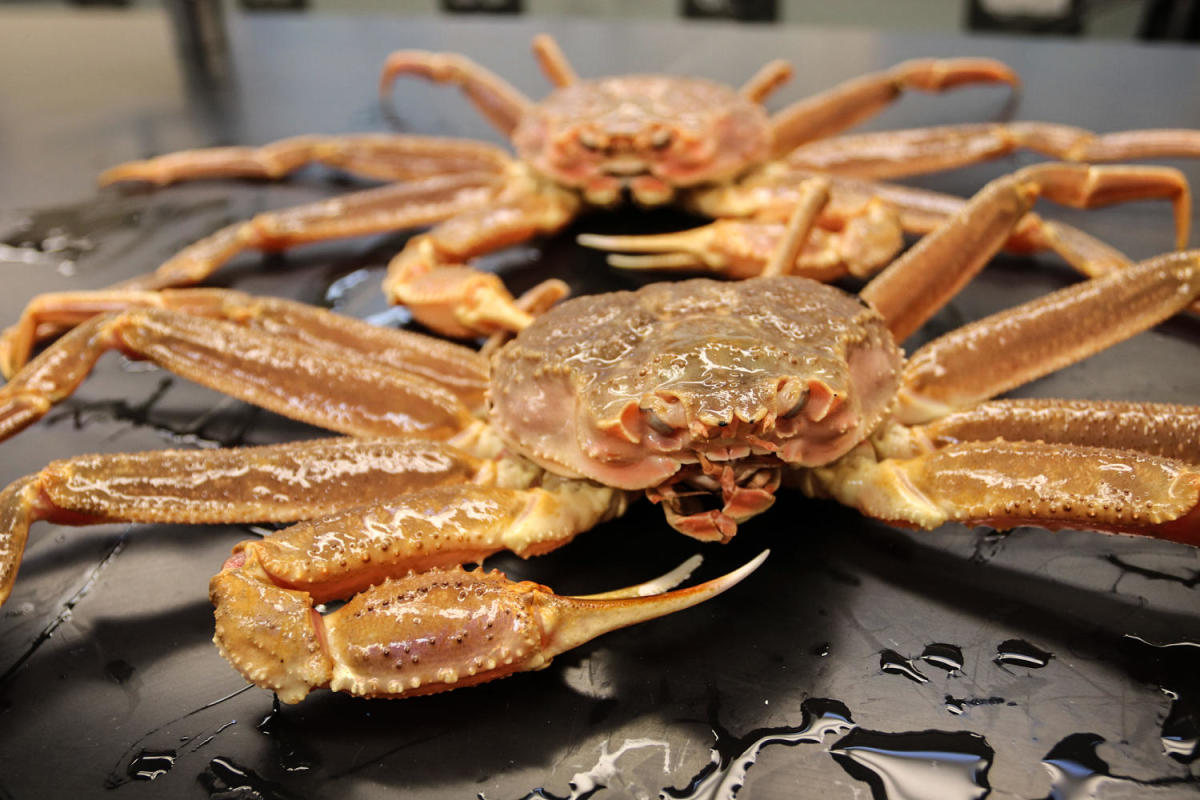 Unveiling the Mystery: The Hunt for 10 Billion Disappearing Snow Crabs Intensifies as Researchers Observe Marine Heat Waves