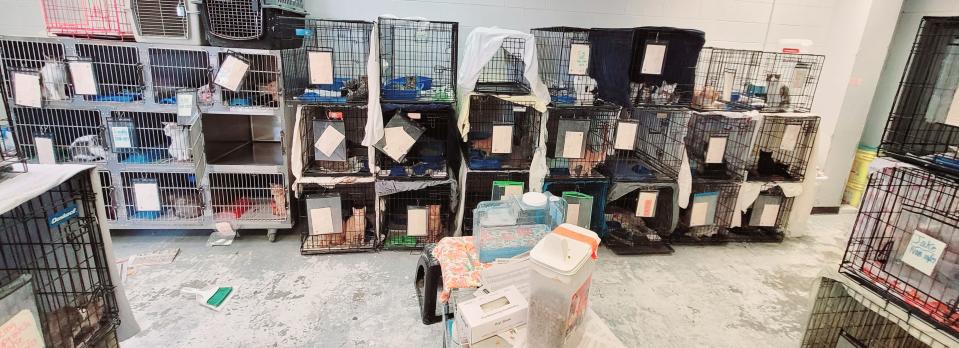 Stray cats in crates line the wall of Muncie Animal Care and Services in October as the shelter has been overwhelmed by an influx in dogs and cats.