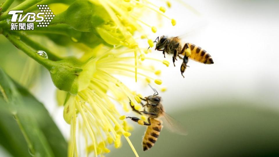 蜂螫可能會導致嚴重的過敏反應。（示意圖／shutterstock達志影像）