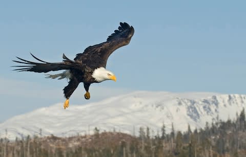 An eagle in Alaska - Credit: Getty
