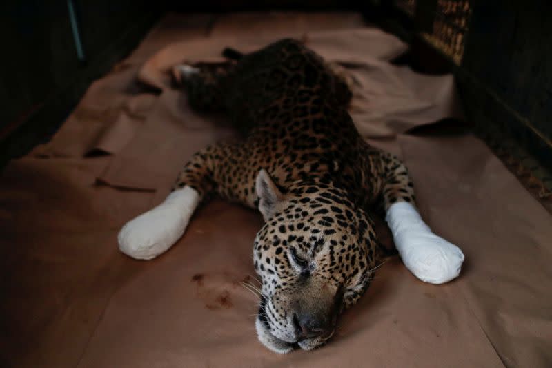 Un jaguar macho adulto llamado Ousado descansa durante el tratamiento por quemaduras en sus patas después de un incendio en Pantanal, en el Instituto ONG Nex en Corumba de Goias, estado de Goiás, Brasil