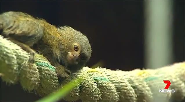 All three marmosets were eventually returned to the zoo. Photo: 7 News