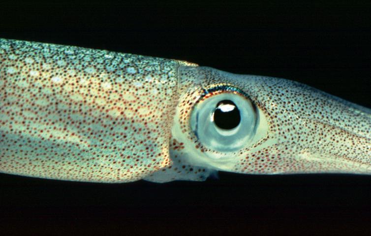 <span class="caption"><em>Doryteuthis pealeii</em></span> <span class="attribution"><span class="source">Roger Hanlon, Marine Biological Laboratory</span></span>