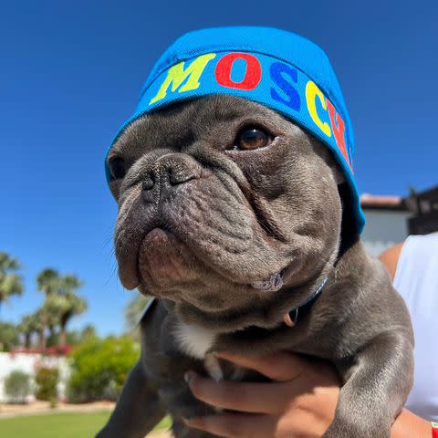 <p>Foe Thee Frenchie/ Instagram</p> Megan Thee Stallion's dog, Foe