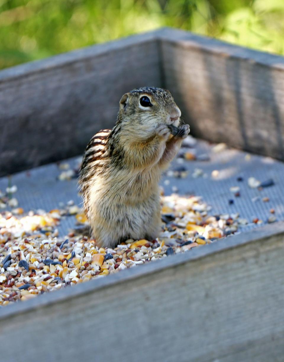 A thirteen-lined ground squirrel takes advantage of snacks left out by homeowners.