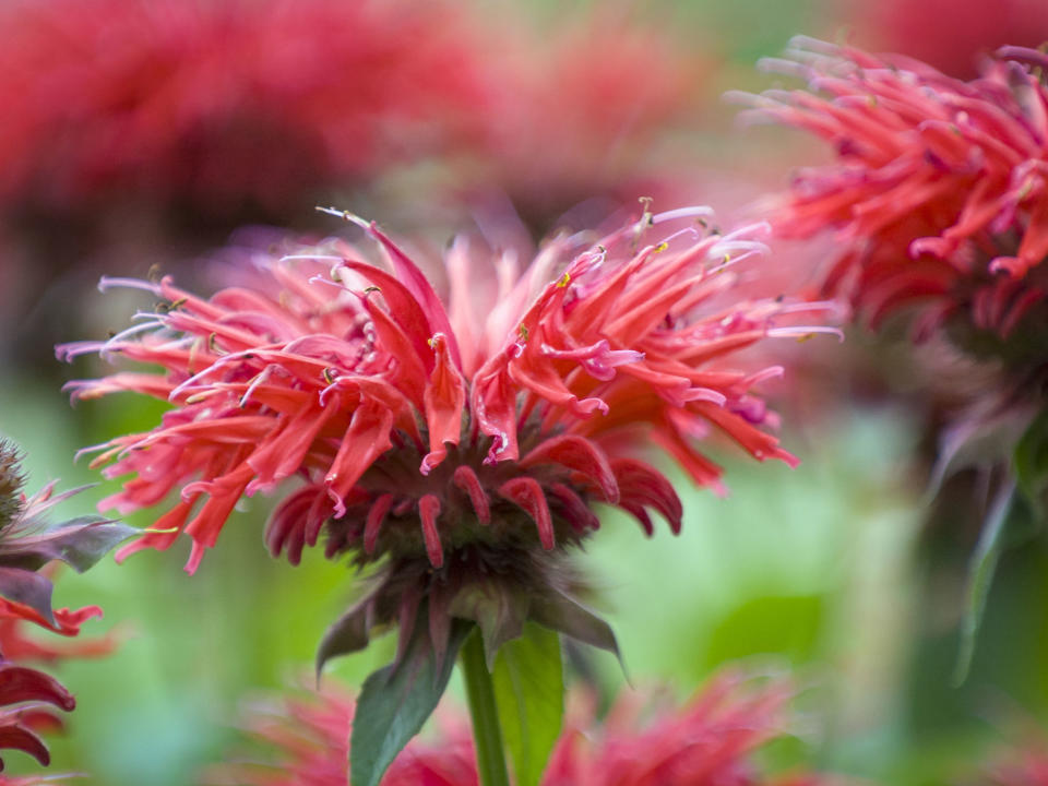 bee balm (monarda) flowers