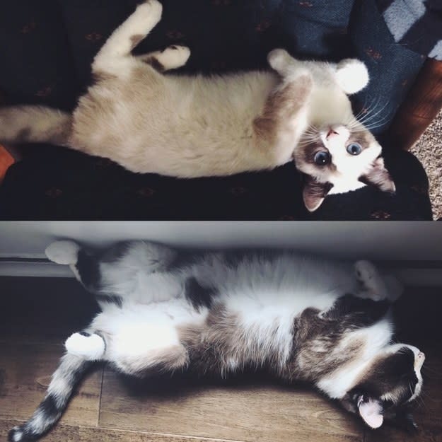 a kitten sitting upside down; the kitten grown up and sitting in the same position