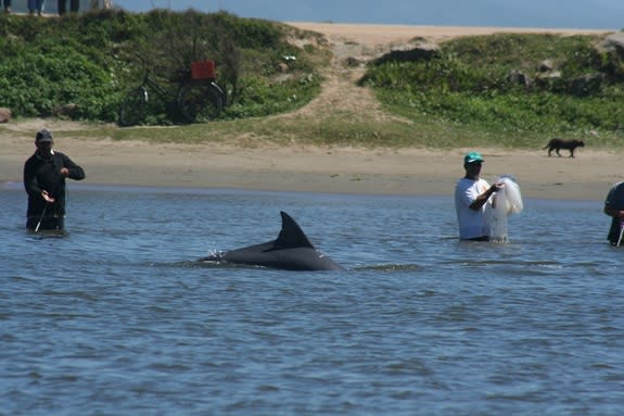 Dolphins and fishermen work together in Laguna, Brazil, to catch groups of mullet.