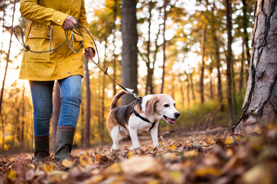 帶狗狗進入森林遊樂區時，記得繫上最長1.5公尺的繫繩喔！示意圖來源：Getty Images