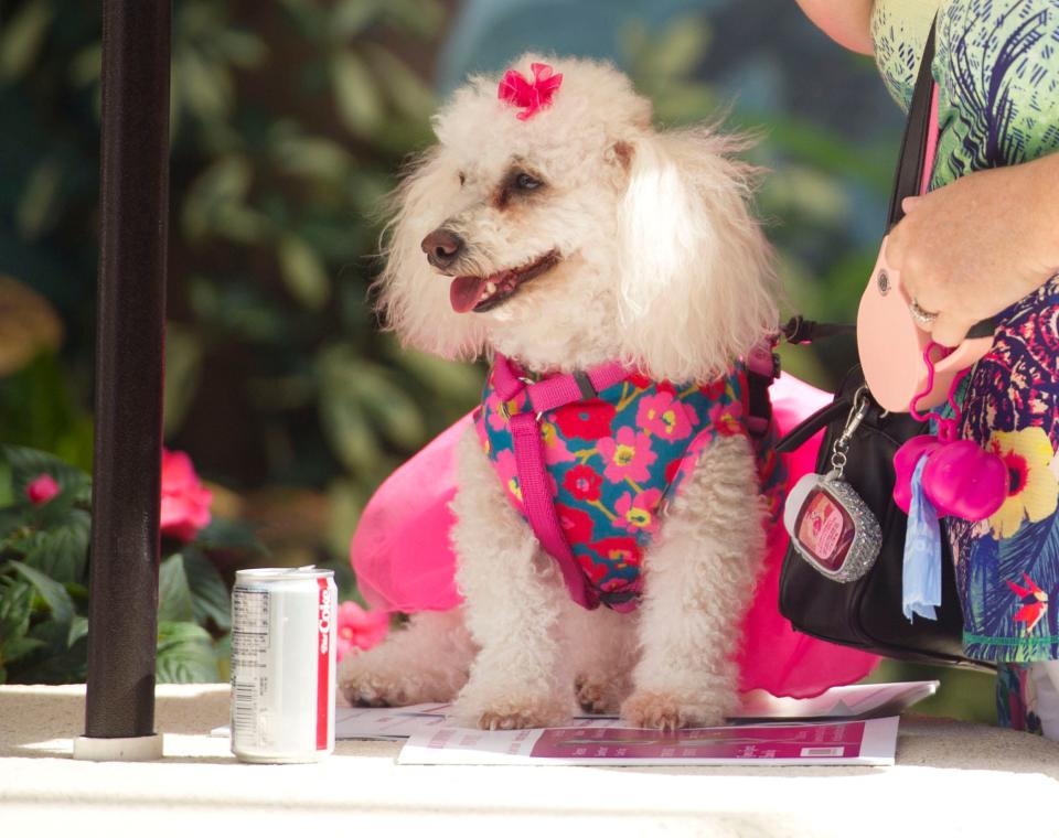 Lynn Masson of West Palm Beach dresses her dog Ali up for in the 29th annual event.