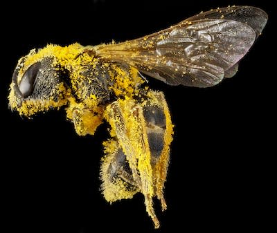 Climate Change Is Ratcheting Up the Pressure on Bees