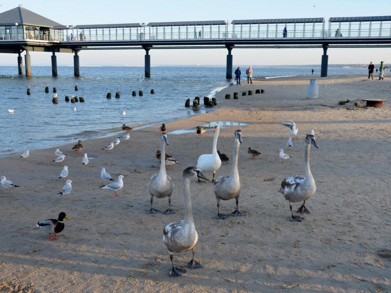 Schwanfamilie am Strand - direkt neben der Seebrücke von Heringsdorf auf Usedom fühlen sie sich offensichtlich wohl. Foto: Andreas Heimann