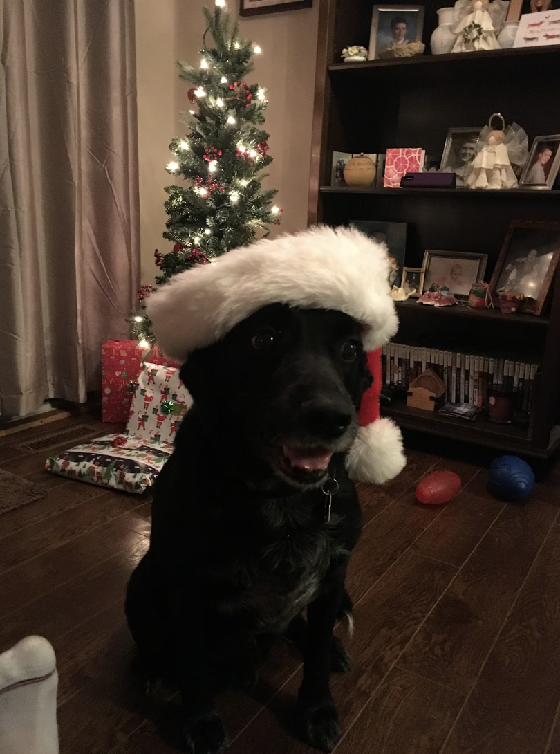 a dog smiling with a christmas hat on