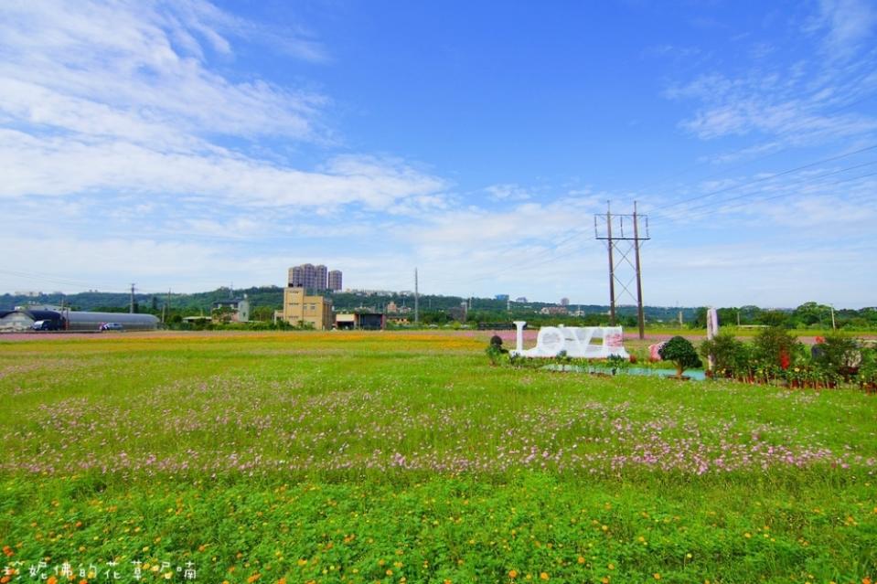 【2016桃園花彩節大溪場】百頃花田繽紛綻放！2016/11/12~2016/11/20