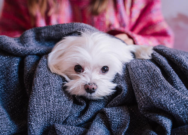 a good lap dog