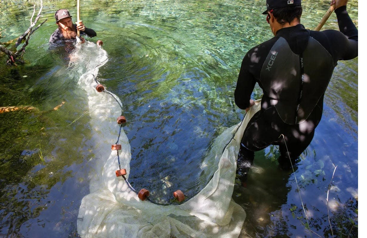 Ben Harrison, left, and Aaron Tuttle, right, with the Karuk Tribal Fisheries Program, collect young salmon for tagging in Horse Creek along the Klamath River on July 18, 2023. The Karuk and Yurok tribes are anxiously awaiting a renewed river as the dams come down.