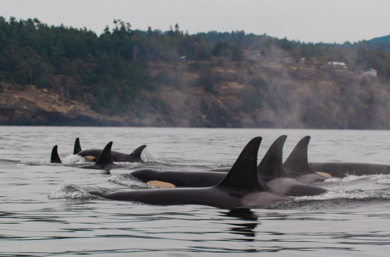 orca whales