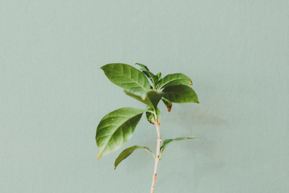 假花和空花瓶恐怕會招來更多的麻煩與爛桃花。（圖／示意圖／pexels） 