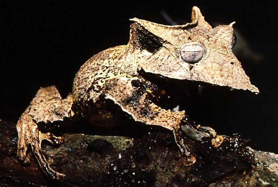 The Sumaco horned treefrog of the Amazon basin is one of the world’s strangest frogs, in appearance and in reproductive behavior. A female carries her eggs on her back until the froglets hatch and then drop off without going through a tadpole stage.