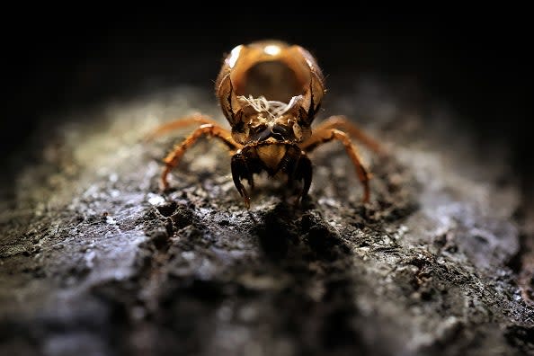 <p>Cicadas arrived in May and will probably be here until July</p> (Getty Images)