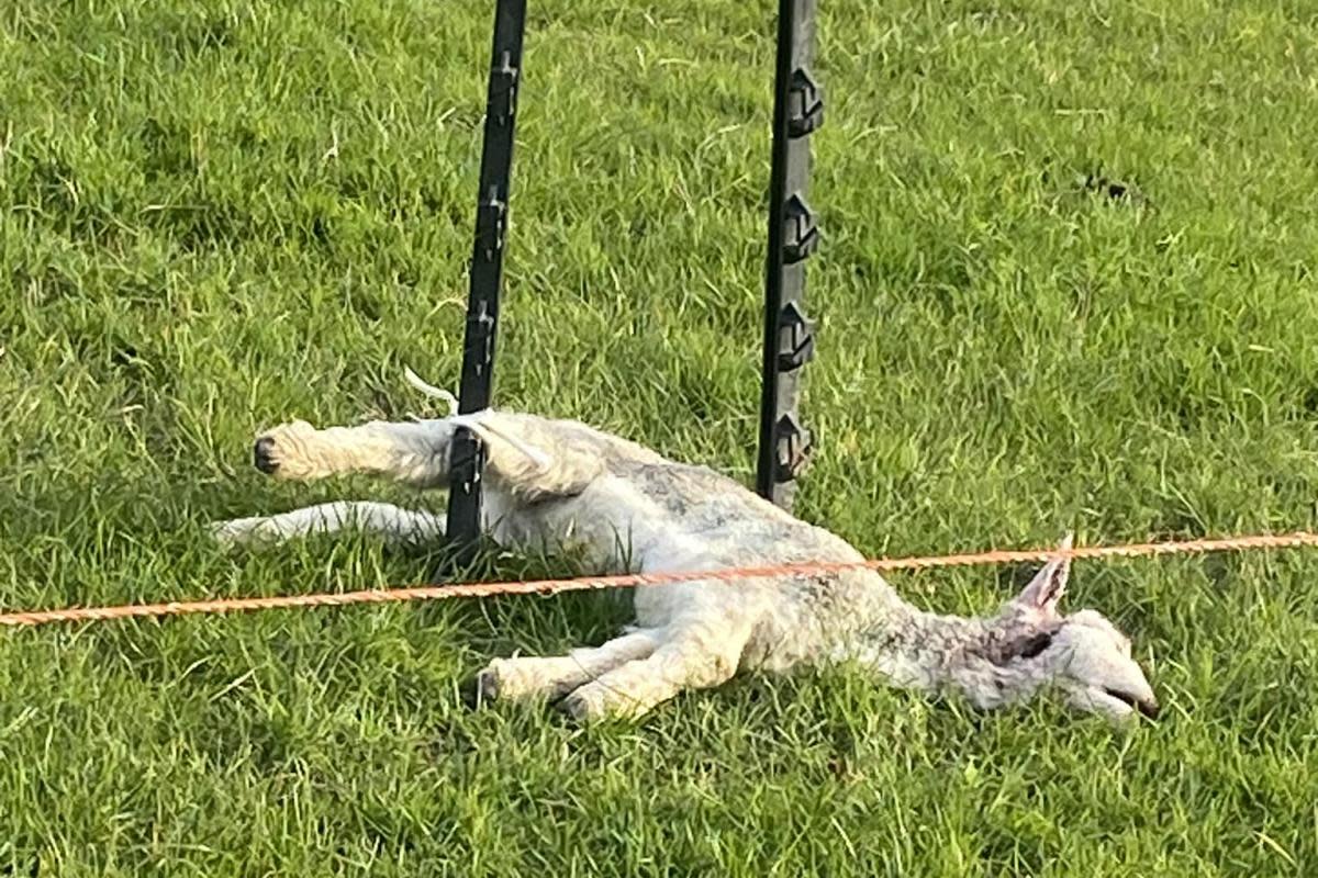 A deceased sheep tied to a post with a poster reading: ‘This is what dogs do to sheep’ has been circulating online. <i>(Image: UGC)</i>