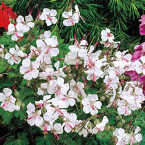 5) Everblooming Hardy Geranium