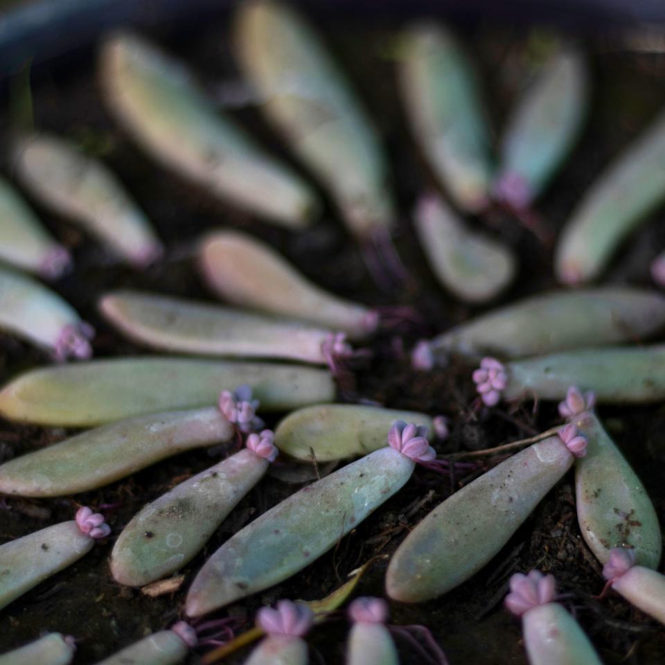 burro's tail leaves sprouting new shoots