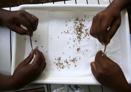 Researchers from the Uganda Virus Research Institute (UVRI) sort out samples of mosquitoes collected from the Zika Forest in Entebbe, south of Uganda's capital Kampala March 2, 2016. REUTERS/James Akena