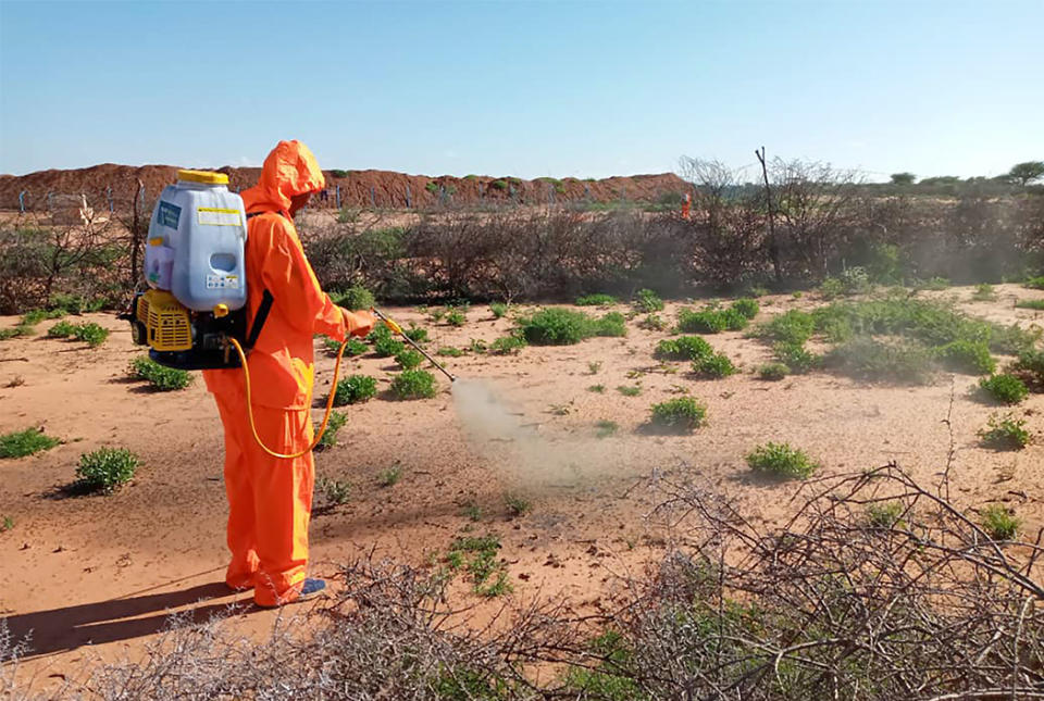 世展會在索馬利亞進行蝗蟲監控、農藥噴灑等各項援助。（圖片提供：世展會）