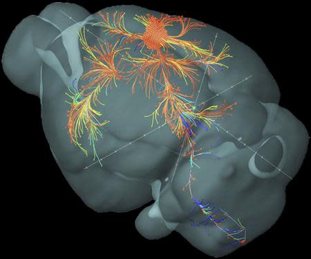 A 3-D view of the axonal connections originating from the primary motor cortex of a mouse brain is pictured in this undated handout image, visualized using a 3-D modeling technique. Scientists on April 2, 2014 unveiled the mouse connectome – a map showing the connections that neurons make through the mouse brain as they process information. REUTERS/Allen Institute for Brain Science/Handout