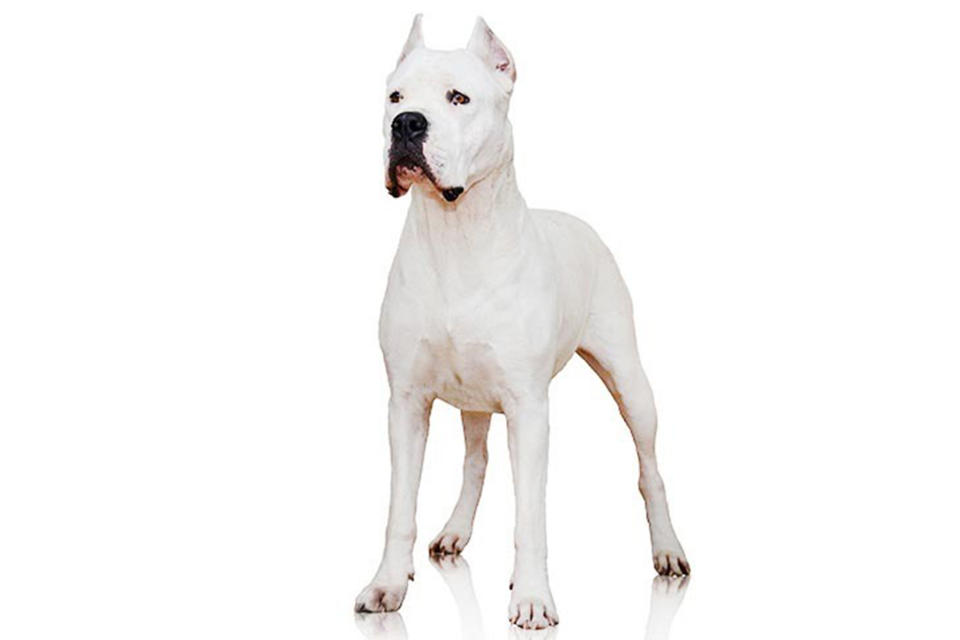 In this undated photo provided by the Westminster Kennel Club is a dogo Argentino. The powerful Argentinian big-game hunter has made the American Kennel Club's list of recognized breeds. The club announced that the dog can compete starting Wednesday, Jan. 1, 2020 in traditional, breed-judging shows. (American Kennel Club via AP)