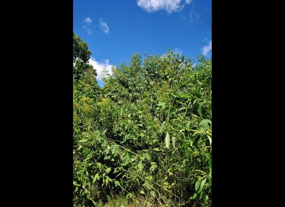 The dramatic rise in herbicide use over recent years can be directly attributed to the development of so-called "superweeds"—key pest plants that have developed resistance to the proprietary herbicides (glufosinate and glyphosate) used on GE herbicide-tolerant crops, requiring ever-stronger doses and different herbicides to control them. <a href="http://www.stratusresearch.com/blog/glyphosate-resistant-weeds-intensifying" target="_hplink">A survey from 2012 revealed that nearly half (49%) of all US farmers now have glyphosate-resistant weeds on their farms (up from 34% of farmers in 2011), with 61.2 million acres of cropland is infested with glyphosate-resistant weeds (almost doubling since 2010).</a>     But for the biotech giants, this isn't a failure: it's a business opportunity. In 1997, Greenpeace wrote that GE crops "will probably hasten the emergence of herbicide-resistant weeds…" and warned of the tacit intent of the biotech industry to establish a "genetic treadmill," where new genetic solutions will be introduced to replace GE crops that have become ineffective. <a href="http://newsroom.dowagro.com/press-release/dow-agrosciences-statement-about-usda-announcement-regarding-draft-environmental-impac" target="_hplink">In a recent press release</a>, Dow AgroChemicals stated that "an astonishing 86 percent of corn, soybean and cotton growers in the South have herbicide-resistant or hard-to-control weeds on their farms. The number of farmers impacted by tough weeds in the Midwest has climbed as well, and now tops 61 percent. Growers need new tools now to address this challenge." The new tools? <a href="http://www.foodandwaterwatch.org/reports/superweeds/" target="_hplink">New GE crops designed to resist older, more toxic chemicals, such as 2,-4D and dicamba. </a>Welcome to the genetic treadmill.    FAIL.    <em>Photo Credit: Arron Carlson</em>