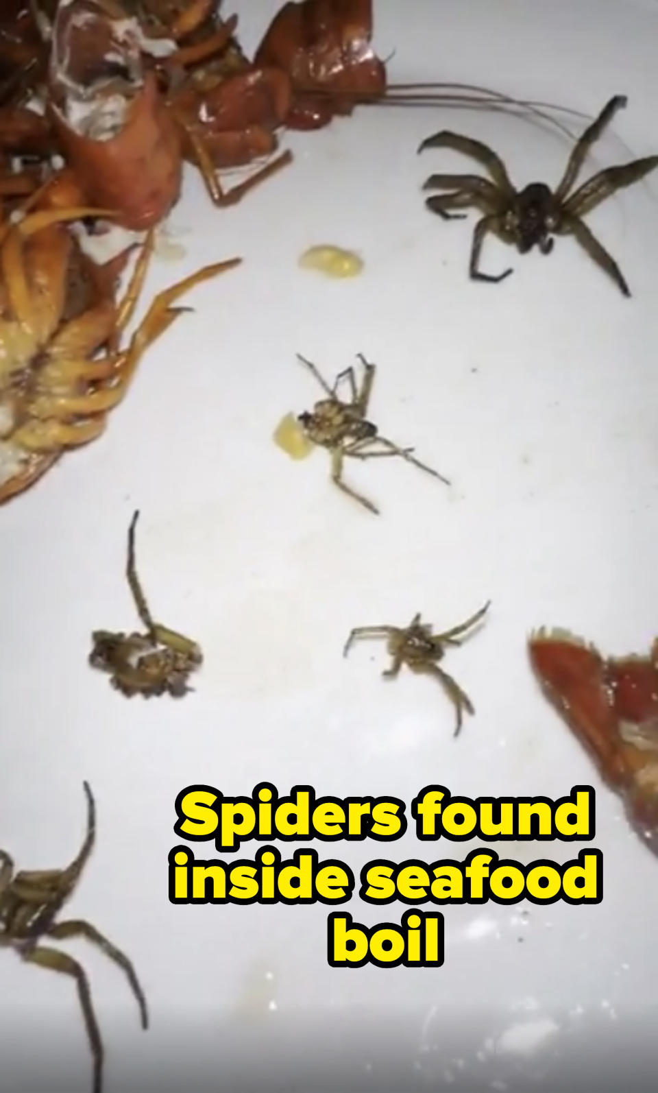 Assorted small arachnids and shellfish remains scattered on a plate