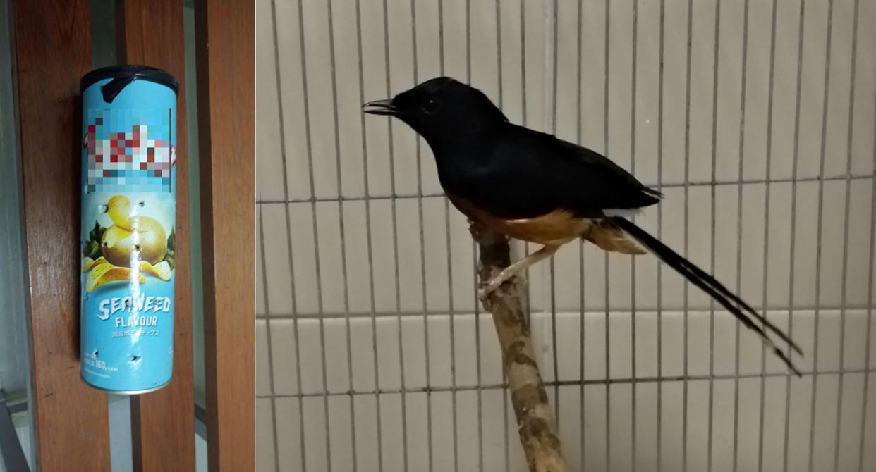 The bird was hidden in a potato chips tube in a Malaysian-registered car at the Woodlands Checkpoint. PHOTO: ICA