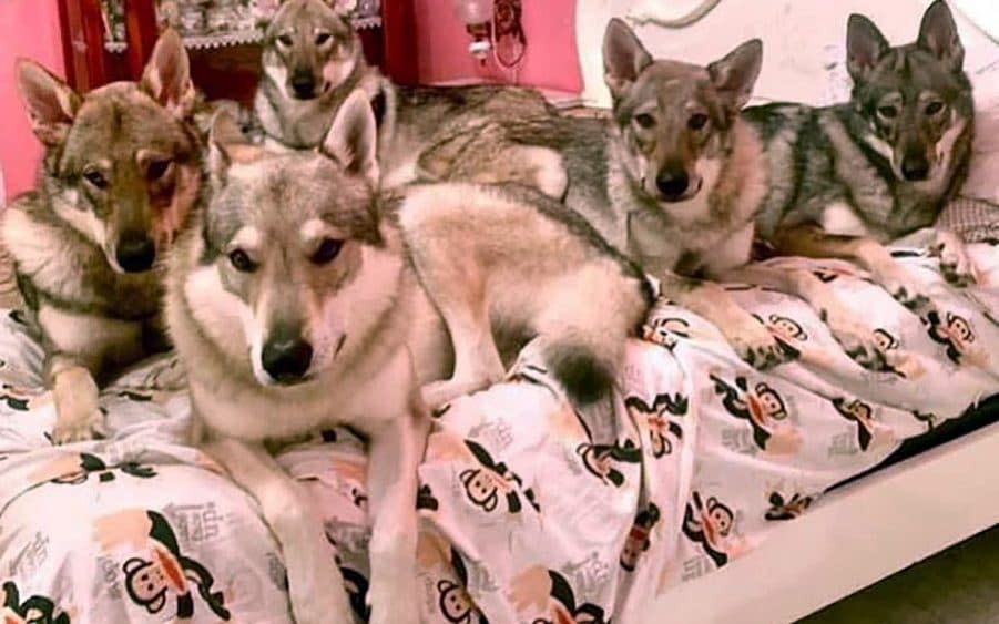 The five Czechoslovakian wolf dogs which killed their owner in a town near Turin - Telegraph