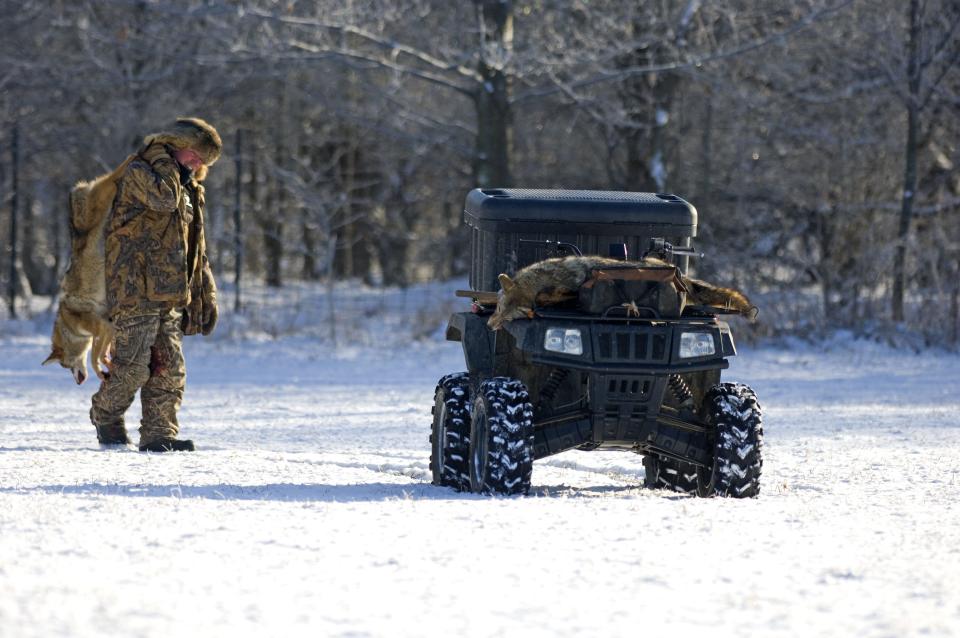 Coyote trapping in Eaton County