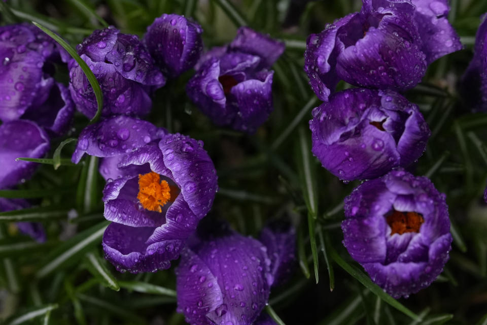 FILE - Flowers bloom in St James's Park after a rain shower in London, Feb. 22, 2024. Earth has exceeded global heat records in February, according to the European Union climate agency Copernicus. (AP Photo/Alastair Grant, File)