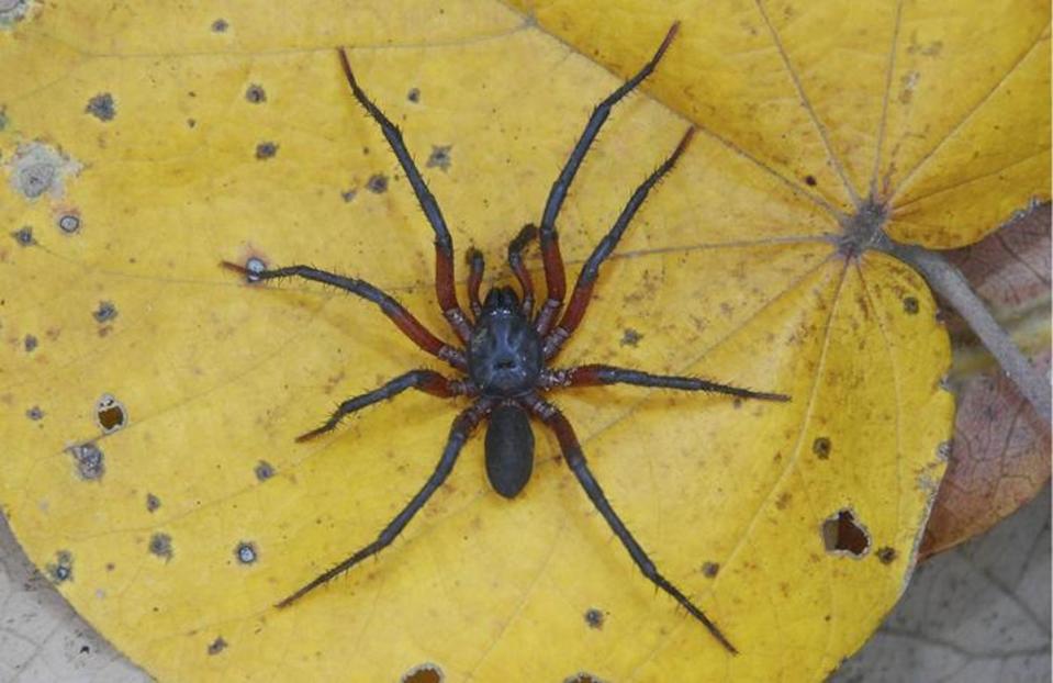 A male Melloina pacifica (CREDIT: Echeverri et al.)