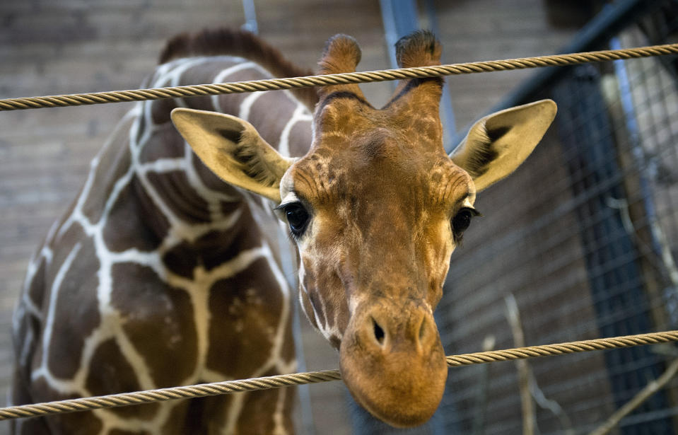 Marius the giraffe at the Copenhagen Zoo days on February 7, 2014, before he was euthanized. 