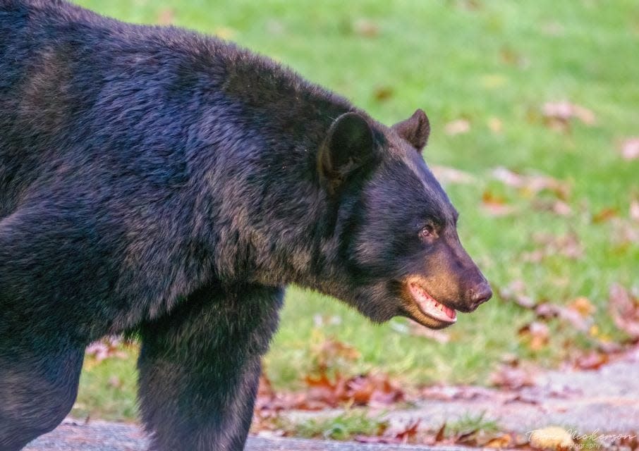 A black bear spotted in the residential town of Hanson, MA in 2023.