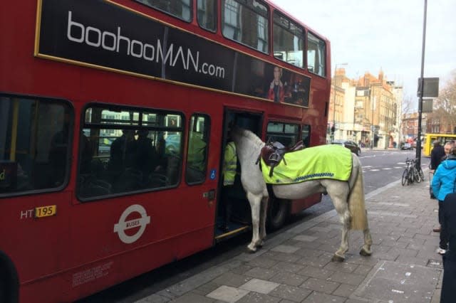 Horse spotted getting on a London bus